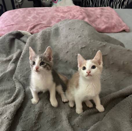 Cuuuute kitten s need homes (New kent)63882942768001120
