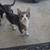 Cute Kittens 1 thumbnail