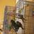 Rehoming 4 Conures 2 thumbnail