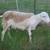 Dorper Sheep 11 thumbnail