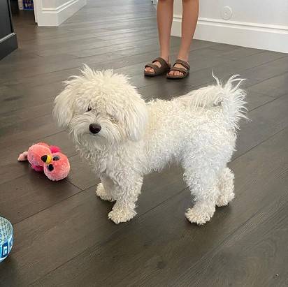 Excellent Maltipoo puppies (213-585-08Five7)63690952236033120
