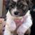 2 male Shih tzu puppies 2 thumbnail