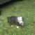 Pitbull pups need Rehoming (american blue) 13 thumbnail