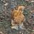 Mille Fleur Satin Silkie Rooster 5 thumbnail