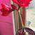 Amaryllis Red Lion Flowering House Plant 3 thumbnail