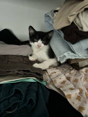 Kitten for rehoming (West Covina)63829609866627120