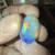 12ct CERTIFIED natural untreated internally flawless 3d Welo Fire Opal 11 thumbnail
