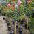 Rose Tree 🌹🌹 3 thumbnail