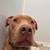 2 yr M Pitbull mix 8 thumbnail