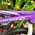Kids specialized, hot rock purple 16 inch bike 4 thumbnail