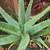 South African wide tongue succulents and other succulents 8 thumbnail