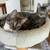 A pair of kittens to good home - fixed and vaccinated 3 thumbnail