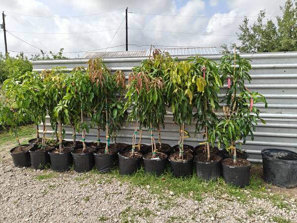 Grafted Mango trees 7gallon Carrie 1