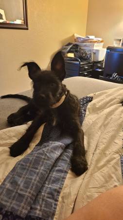 Aussie pit mix (Paradise)63860186043905121