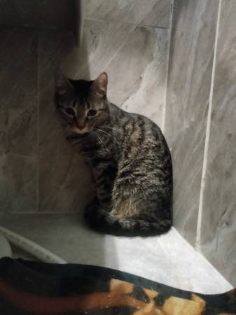 Found female tabby cat (Loring park)63906251043842122