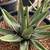 Agave Plants - multiple varieties 13 thumbnail