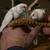 Missing - Two budgies 1 thumbnail