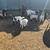 Goat herd 2 thumbnail
