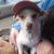 Reward for missing dog 1 thumbnail