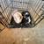 Guinea Pigs 1 thumbnail
