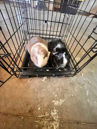 Guinea Pigs 1