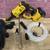 DeWALT DCPW1000B 60V FLEXVOLT 1000 PSI Cordless Power Cleaner 1 thumbnail