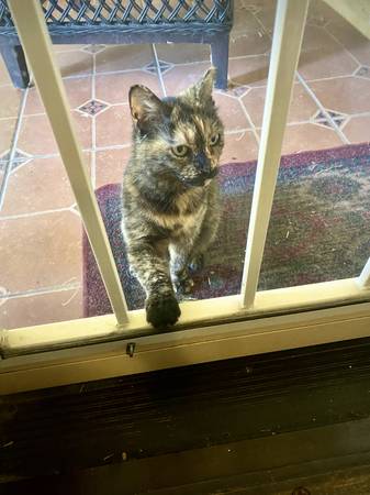 Rehoming a torti Cat (Mesa)63990137232131121