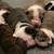Olde English Bulldog Puppies 1 thumbnail