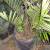 Dwarf Sugar Palms ///// ARENGA engleri 7 thumbnail