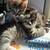 kittens 2 thumbnail