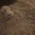 Very rare royal Persian doll face white odd eyes 8 thumbnail