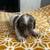Miniature Dachshund 1 thumbnail