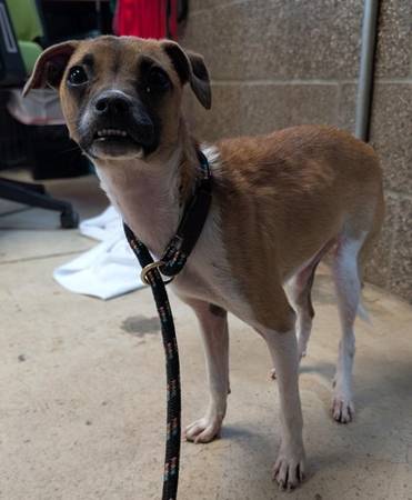 Found Female Dog - A0061162185 1