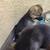 8 weeks old German shepherd mix puppies 6 thumbnail