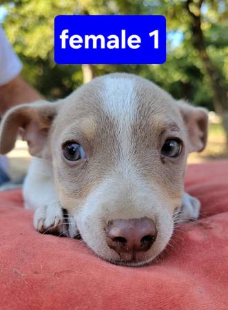 Teddy Roosevelt Terriers 1