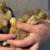 Ducklings 5 thumbnail