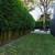 Bamboo Plants for Privacy ~ Expert Advice ~ Delivery Available 13 thumbnail
