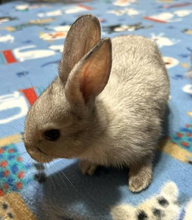Baby Rabbits (South hill)63684416409473124