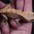 Crested Geckos 17 thumbnail