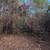 Forrestry mulcher 4 thumbnail