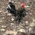 Will take chickens-roosters, hens, ducks 1 thumbnail