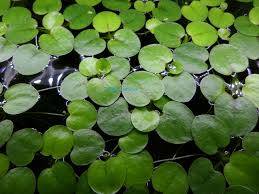 Amazon Frogbit - LIVE PLANT 1