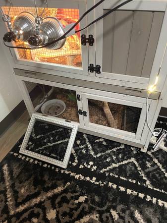 $80 Dragón Barbudo con jaula y luces. (Terre Haute)63671518658179121