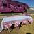 Party bus for kids / Glam Party/ Spa 8 thumbnail
