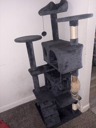 Rehoming Cat63924992498947123