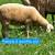 Sheep 5 thumbnail