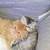 Persian kittens 2 thumbnail