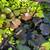 Big Water HYACINTHS $1 each! 5 thumbnail