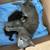 Rehoming Kittens & Their Mom 2 thumbnail