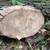 FREE Maple Tree branches Hardwood Lumber Firewood (You Cut Them Up) 1 thumbnail